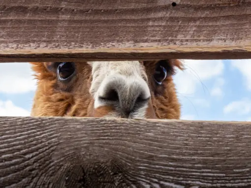 The Alpaca Incident